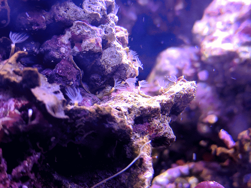 A saltwater
fish tank with purple coraline and almost a dozen small creatures
known as 'tubeworms', with their microscopic sails swaying in the
current.
